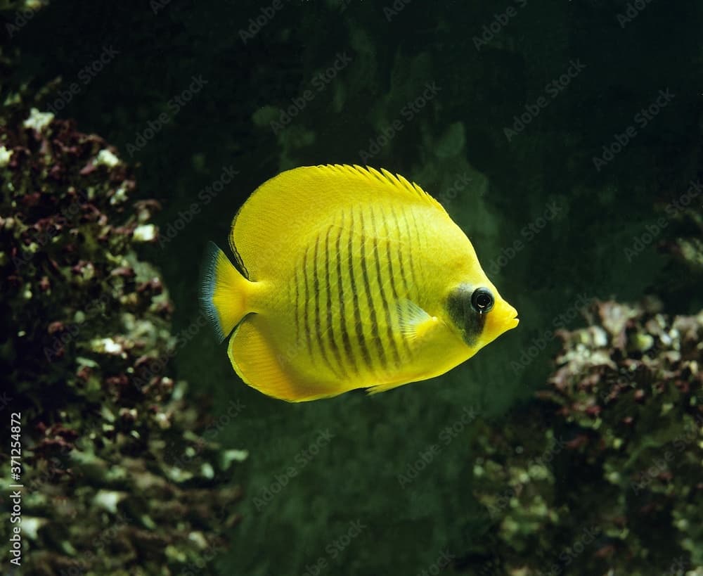 Masked Butterflyfish or Bluecheek Butterflyfish, chaetodon semilarvatus