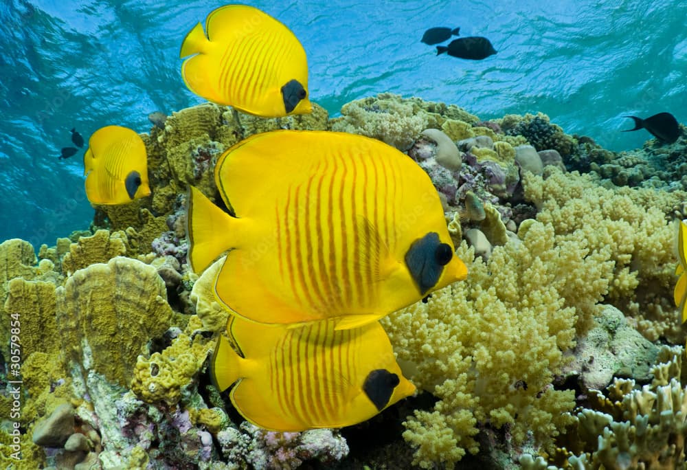 School of butterfly fish