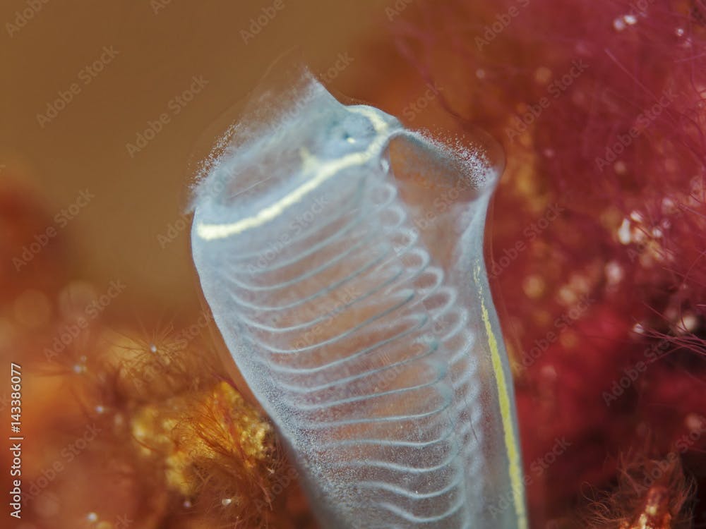 Light-bulb sea-squirt, Keulenseescheide (Clavelina lepadiformis)