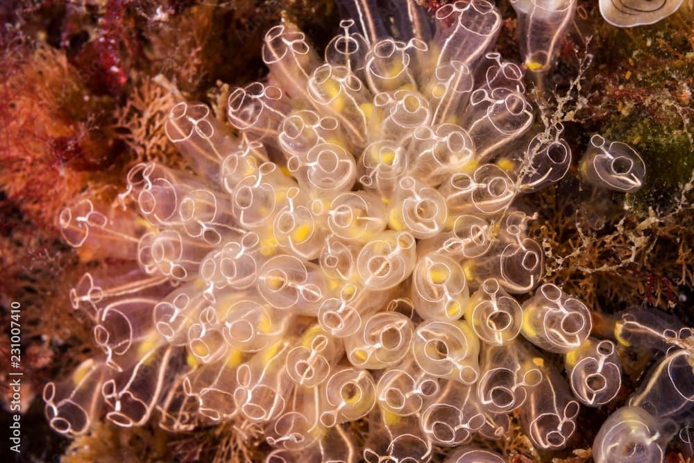 Colony of Lightbulb sea squirts (Clavelina lepadiformis), Norwegian Sea, Northern Atlantic, Norway, Europe