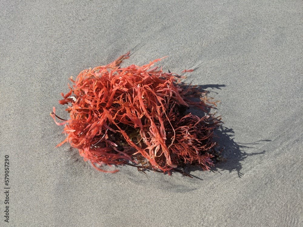 Asparagopsis seaweed washed up on a beach, southwest Western Australia.
Supplement food for reducing methane in cattle.