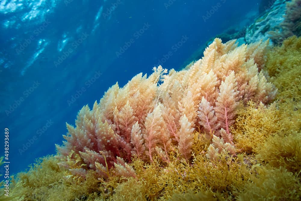 Close up of Red Algae (Asparagopsis Taxiformis) with blue ocean in the background. Underwater flora at El Hierro, Canary Islands, Spain.