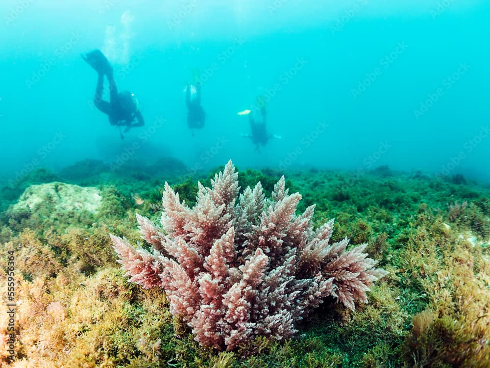 red algae on the seabed with unrecognizable divers in the background, Asparagopsis armata Harvey