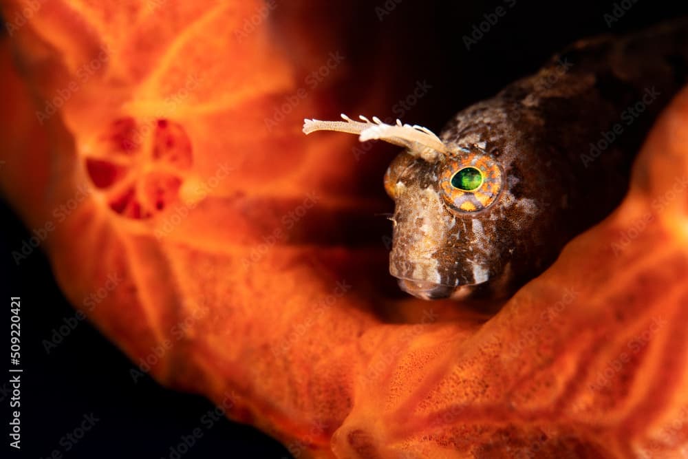 Close-up image of a blenny hiding behind red sponge 