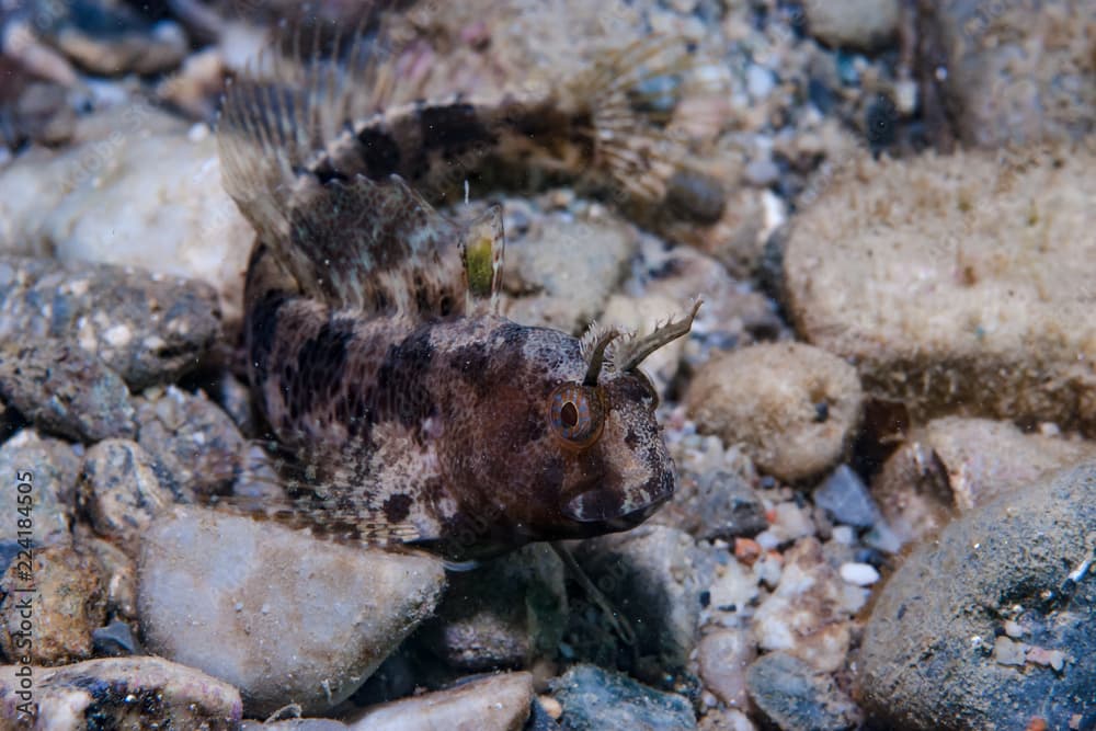 Blenny Parablennius tentacularis