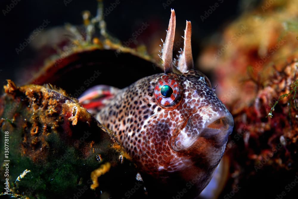 Tentacled blenny profile