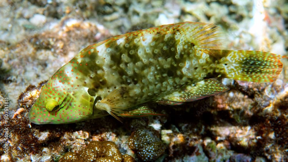 Underwater photo of Cheilinus trilobatus or Tripletail wrasse swimming among coral reefs in Andaman Sea. Tropical sea fish on snorkeling or dive on island. Marine life of Thailand