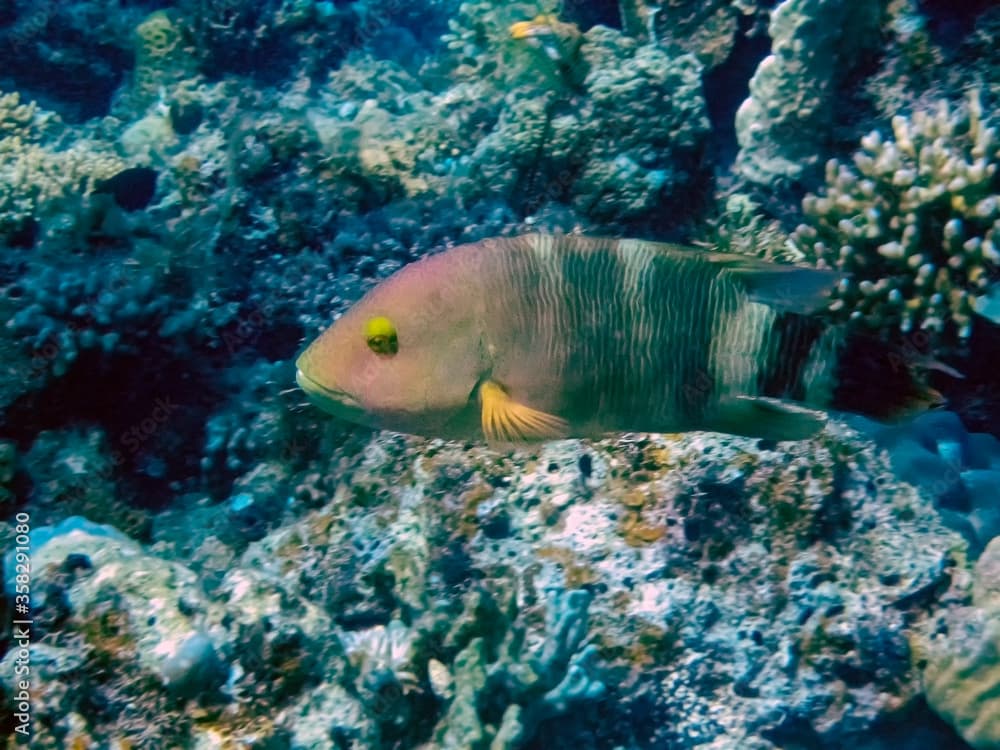 A Tripletail Wrasse (Cheilinus trilobatus)