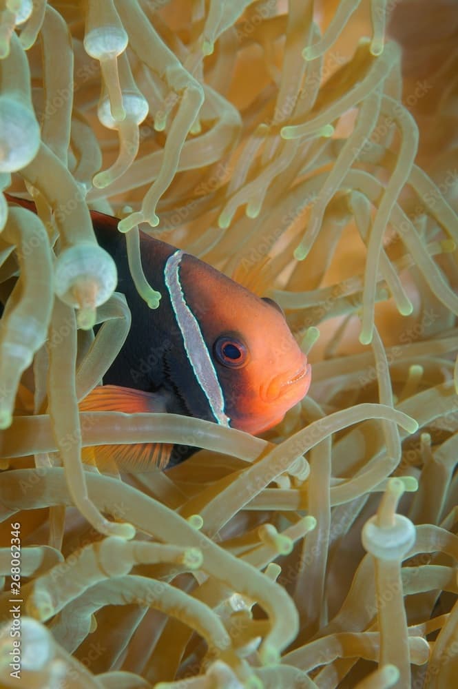 Cinnamon clownfish, red and black anemonefish, black-backed anemonefish or dusky anemonefish (Amphiprion melanopus), South China Sea, Pulau Redang Island, Malaysia, Asia