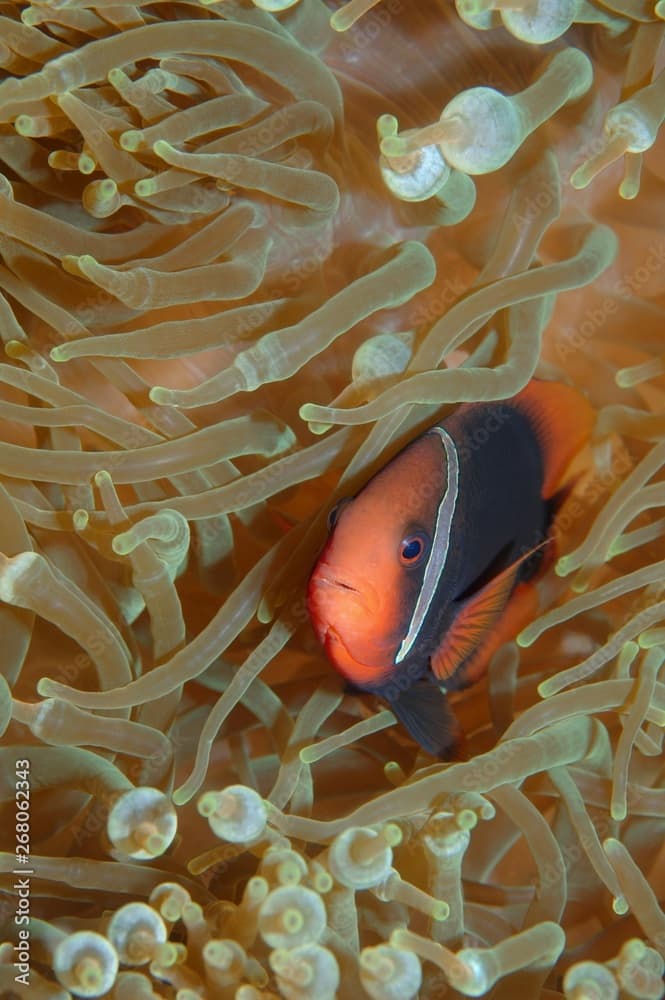 Cinnamon clownfish, red and black anemonefish, black-backed anemonefish or dusky anemonefish (Amphiprion melanopus), South China Sea, Pulau Redang Island, Malaysia, Asia