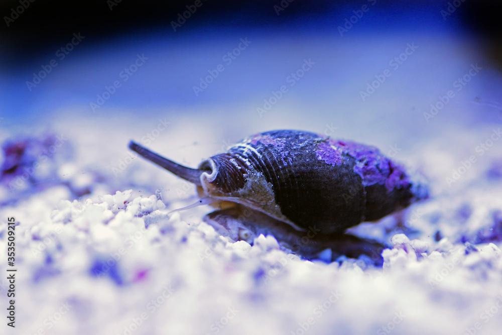 Nassa mud snail (dog whelks) - Nassarius arcularius