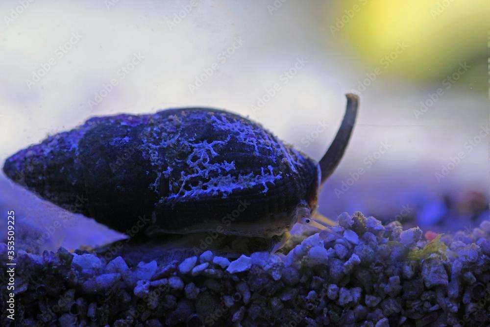 Nassa mud snail (dog whelks) - Nassarius arcularius