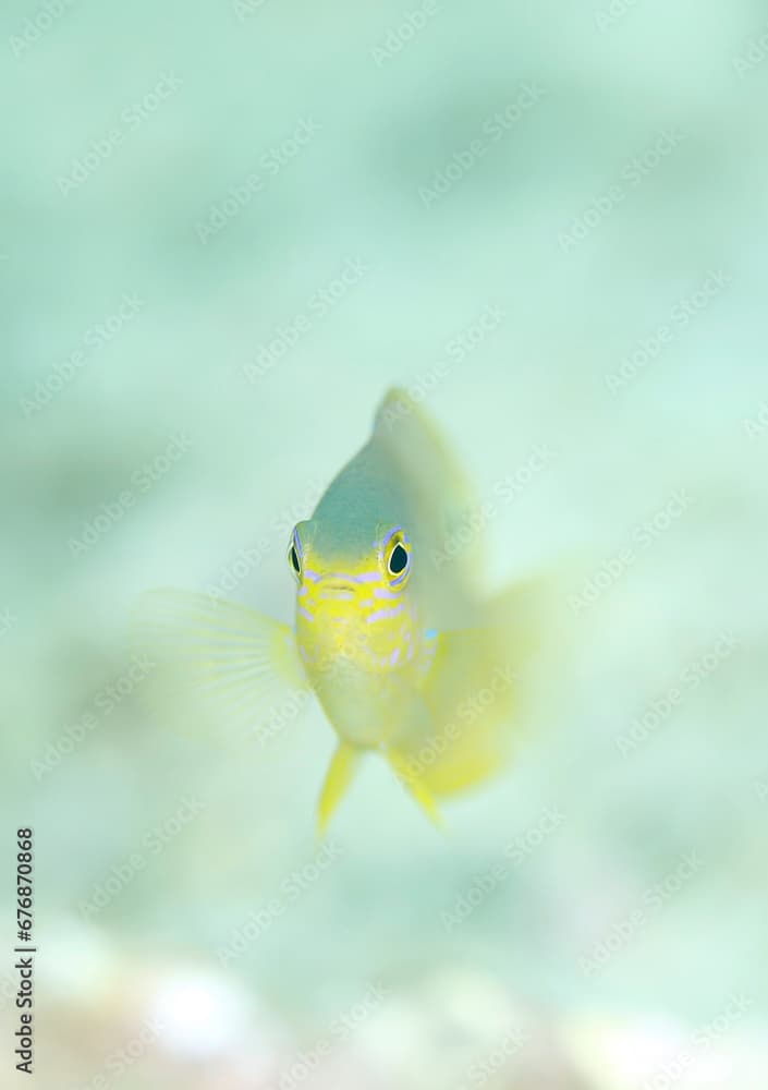 Princess Damsel (Pomacentrus vaiuli), aka Ocellate Damsel. Triton Bay, West Papua, Indonesia