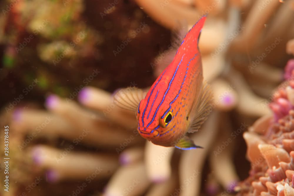 Princess Damselfish (Pomacentrus vaiuli) Banda Sea, Indonesia