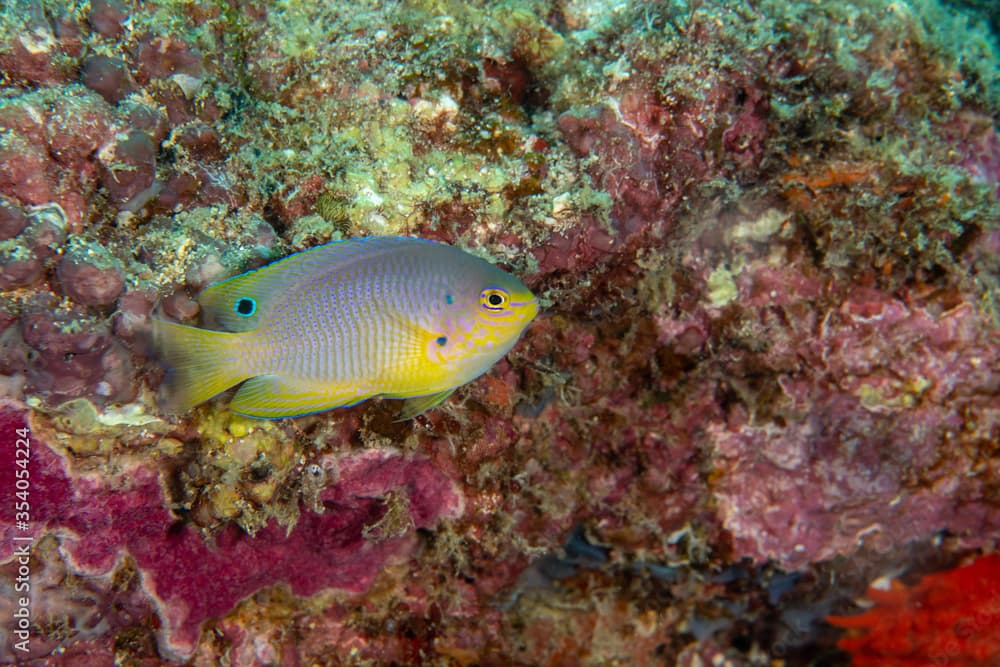 Ocellate damselfish, Pomacentrus vaiuli in a tropical coral reef of Andaman sea