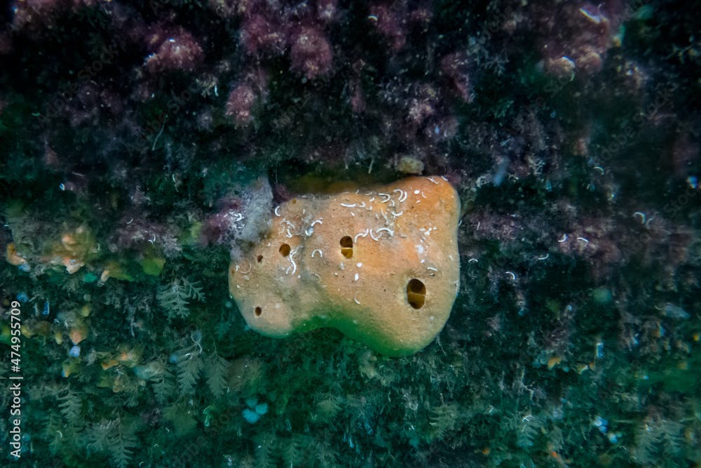 Orange Suberites Ficus Sea Sponge Underwater, County Dublin