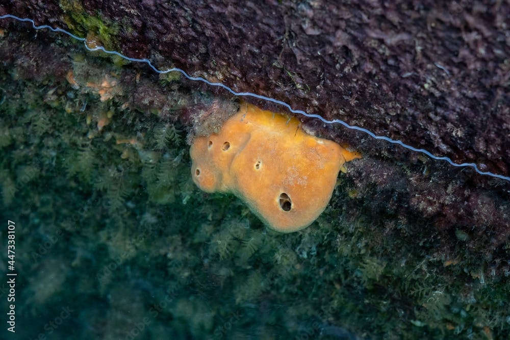Orange Suberites Ficus Sea Sponge Underwater at Low Tide, County Dublin