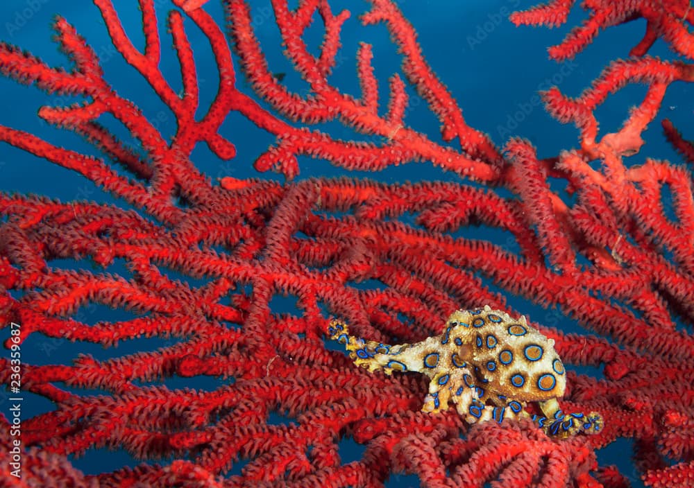 Blue-ring octopus on red branching coral