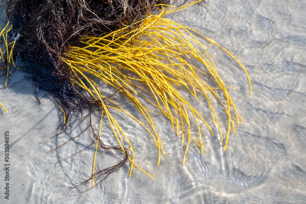 Yellow colorful sea whip soft coral (Leptogorgia virgulata) in the Atlantic Ocean surf, washing up on a South Carolina beach