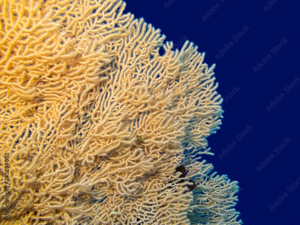 Colorful coral reef at the bottom of tropical sea, underwater landscape.