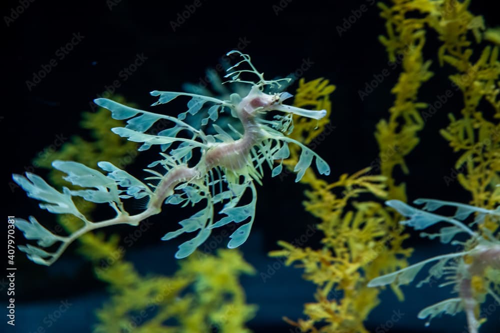 Yellow leafy seadragon (Phycodurus eques)