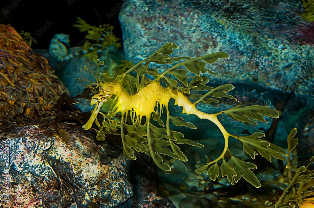 leafy sea dragon