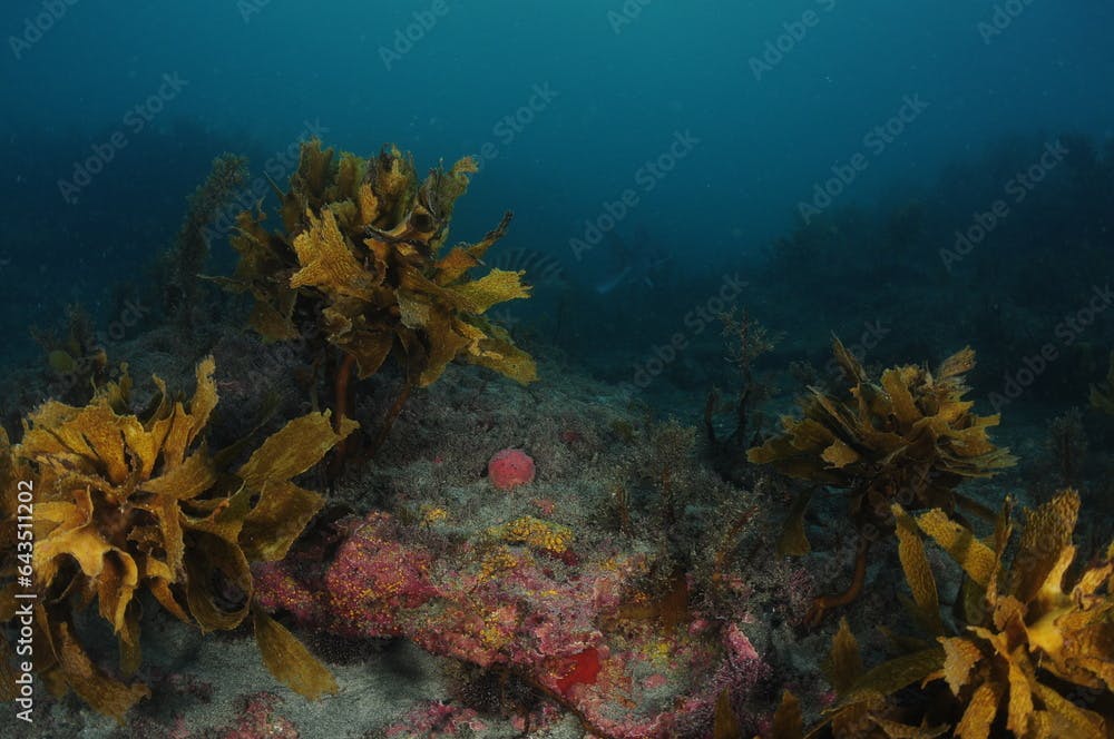 Flat rocky reef with colourful invertebrates among short algae surrounded by brown kelp. Location: Leigh New Zealand