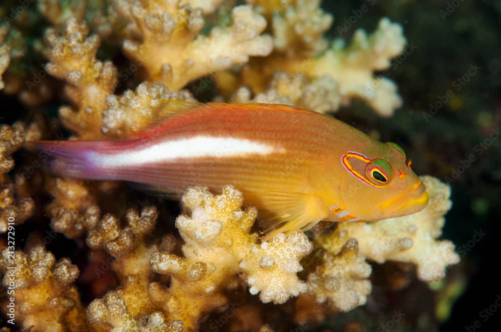 Arc eye hawkfish, Paracirrhites arcatus, Komodo Indonesia