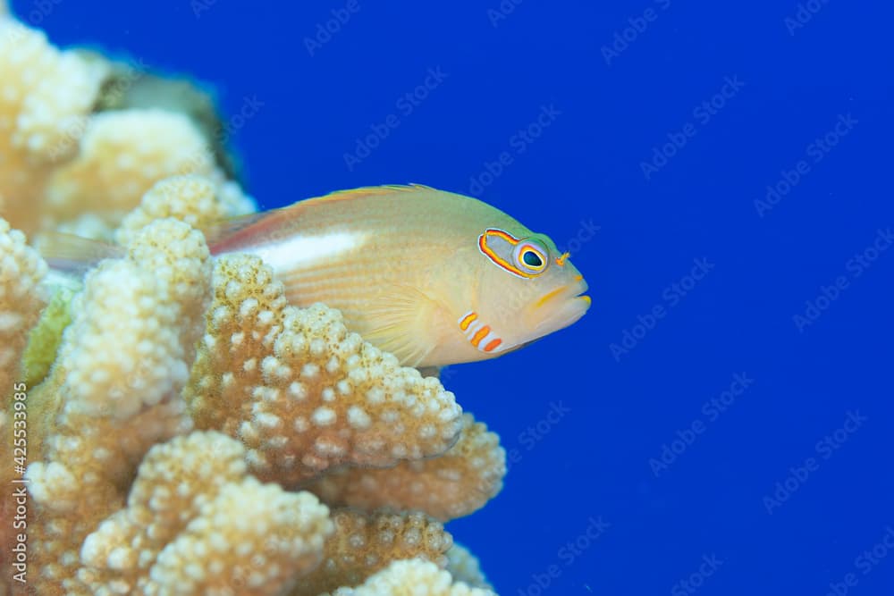 A Arc-eye hawkfish that sits on a hard coral.