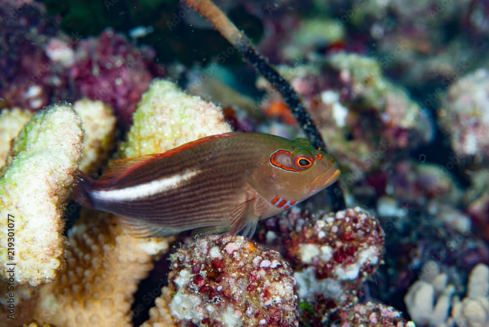 Arc-Eye Hawkfish  Paracirrhites arcatus 