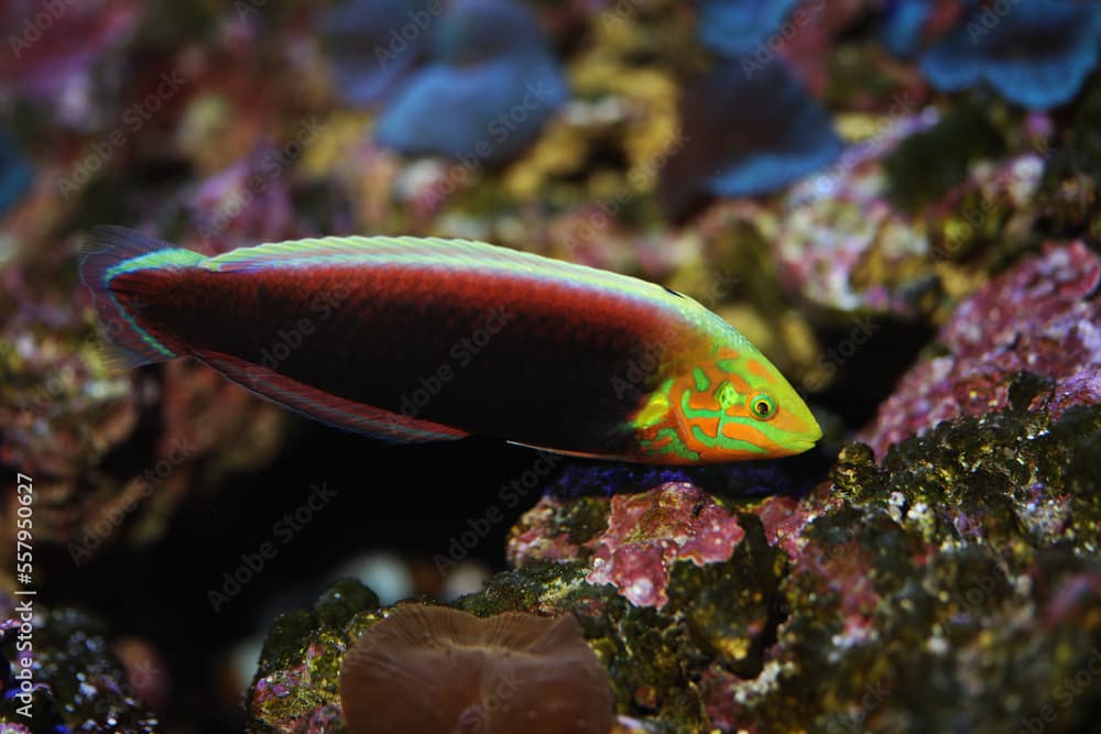 Radiant Wrasse (Halichoeres iridis) from Western Indian Ocean