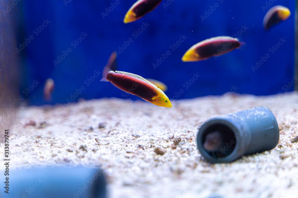 Radiant Wrasse (Halichoeres iridis) beautiful marine fish from East Africa