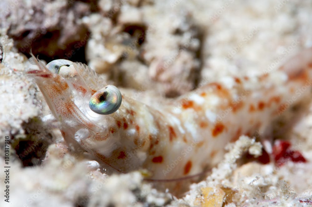Faxon's shrimp (Solenocera faxoni), Sulawesi, Indonesia