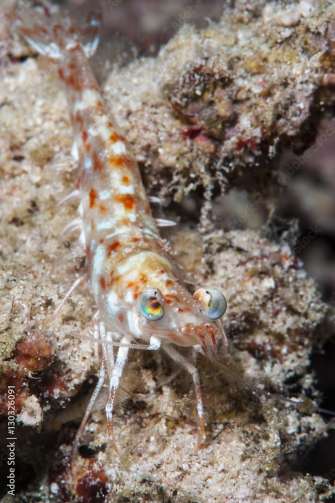 Faxon's shrimp (Solenocera faxoni), Sulawesi, Indonesia