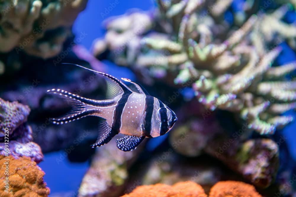 Banggai Cardinalfish swimming among corals