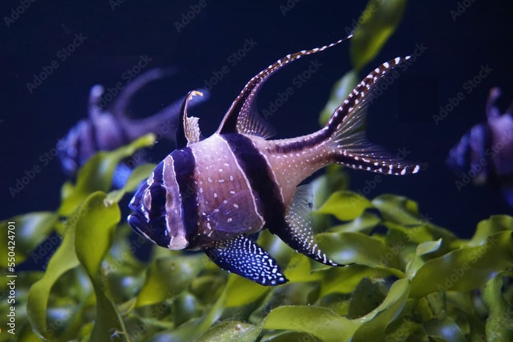 Closeup shot of a Banggai cardinalfish swimming - Pterapogon kauderni