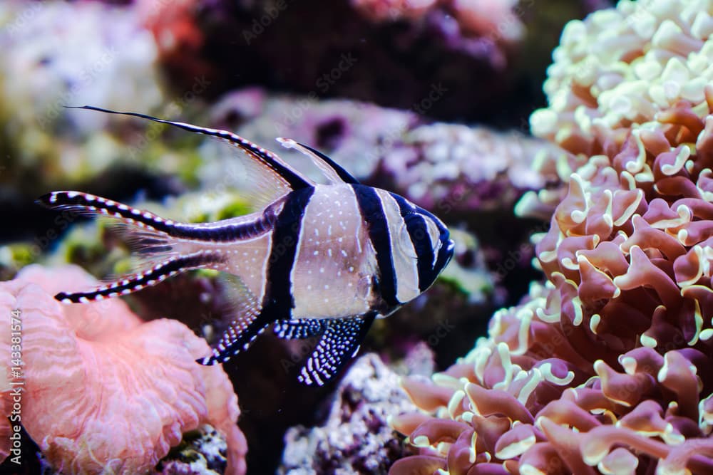 Banggai cardinalfish