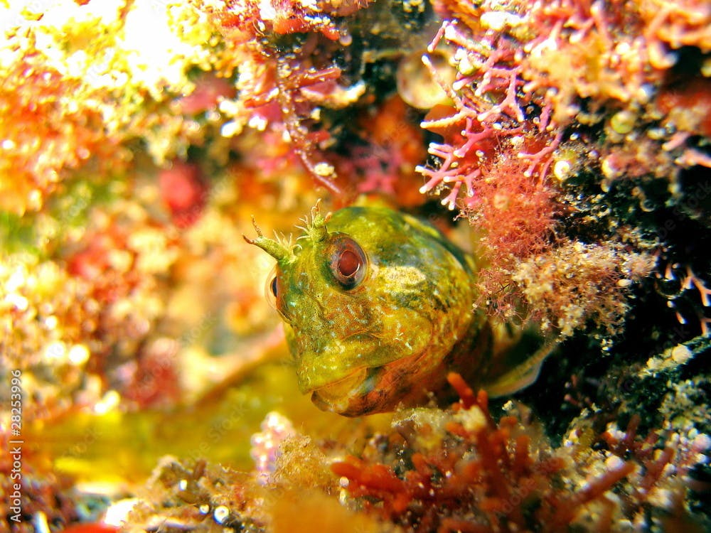 Mystery blenny fish, Parablennius incognitus, Vermilion Coast, Mediterranean sea, France
