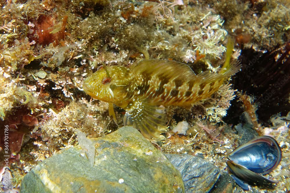 Surprise Blenny (Parablennius incognitus) in Mediterranean Sea