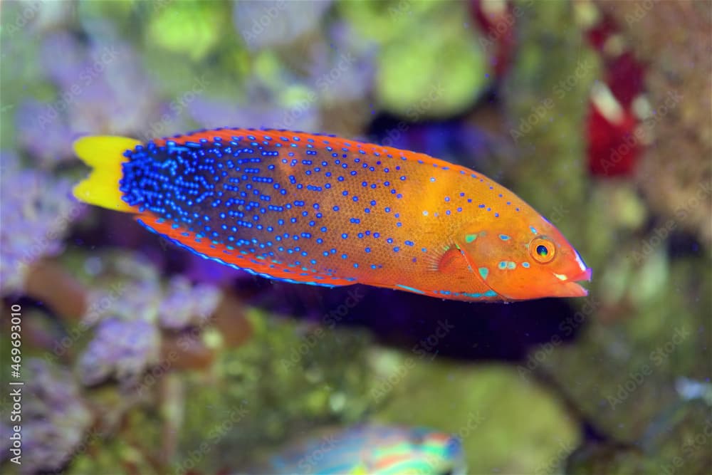 The Red Coris Wrasse, also known as the Clown Wrasse, Red Labrid, or Yellowtail Coris, Coris gaimard