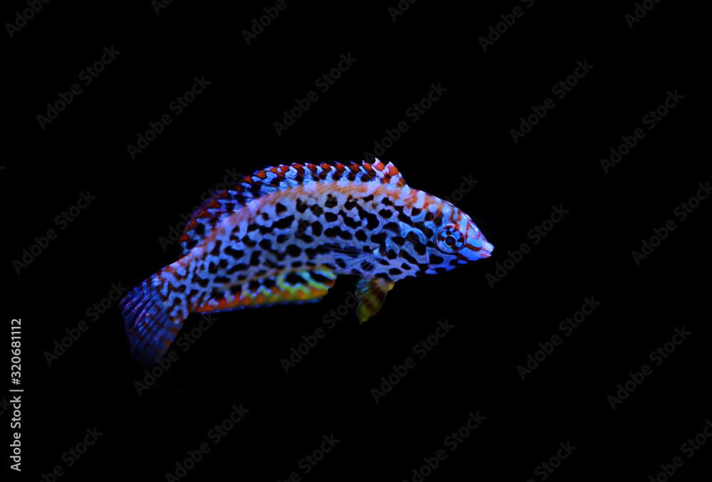 Black spotted Leopard Wrasse  - (Macropharyngodon meleagris)