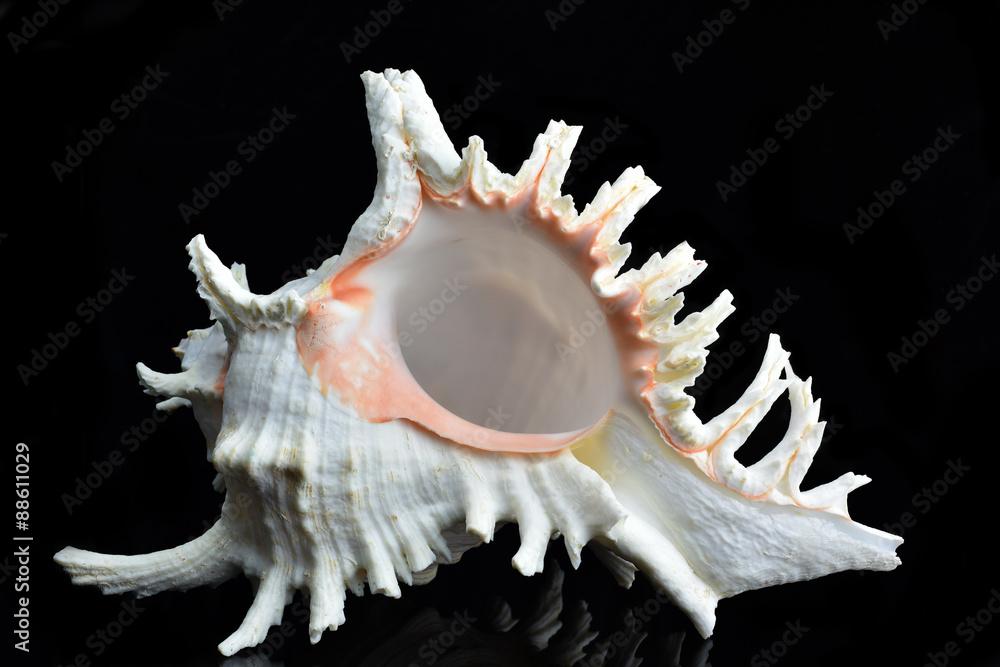 Seashell Chicoreus ramosus