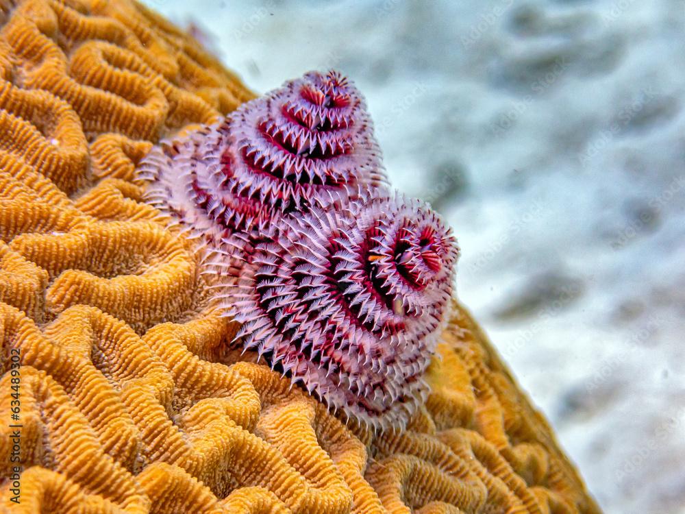 Spirobranchus giganteus, Christmas tree worms