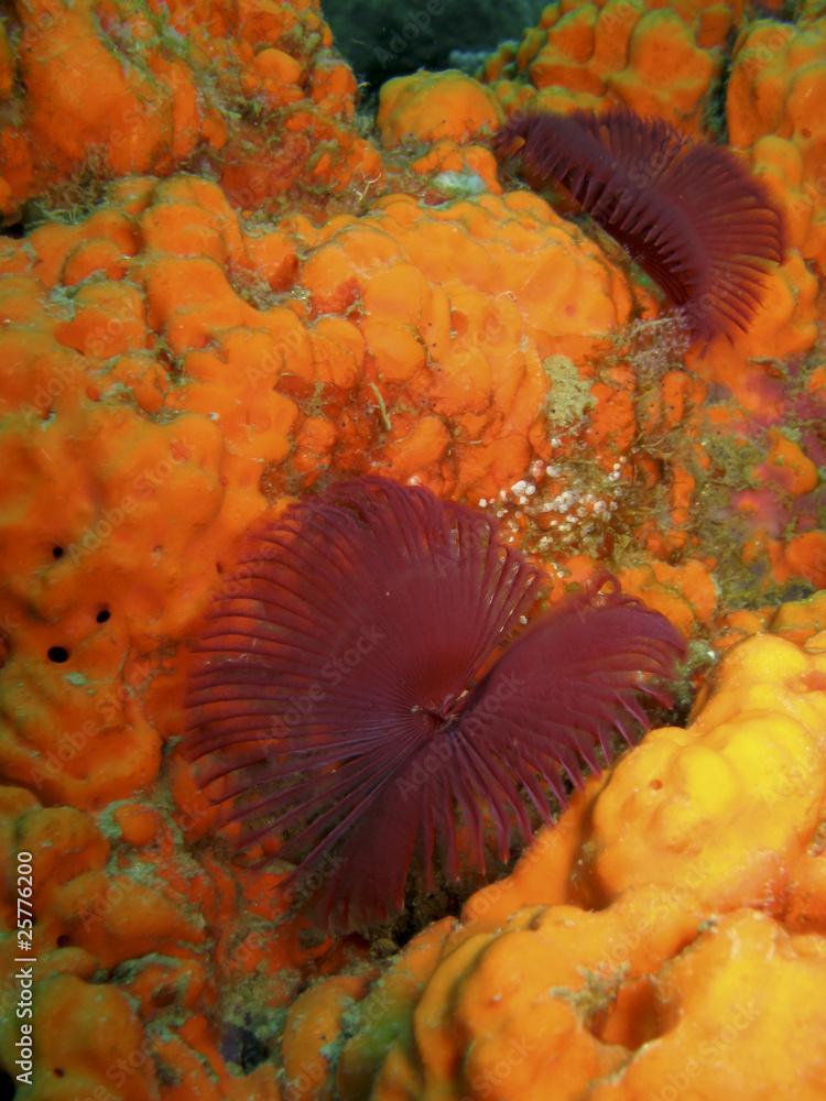 Featherduster worms over yellow sponge underwater in Dominica