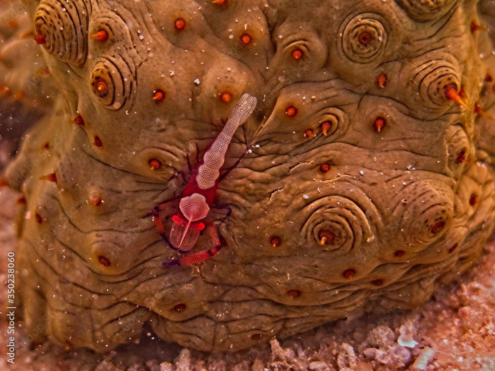  emperor shrimp on a  Herrmann's sea cucumber