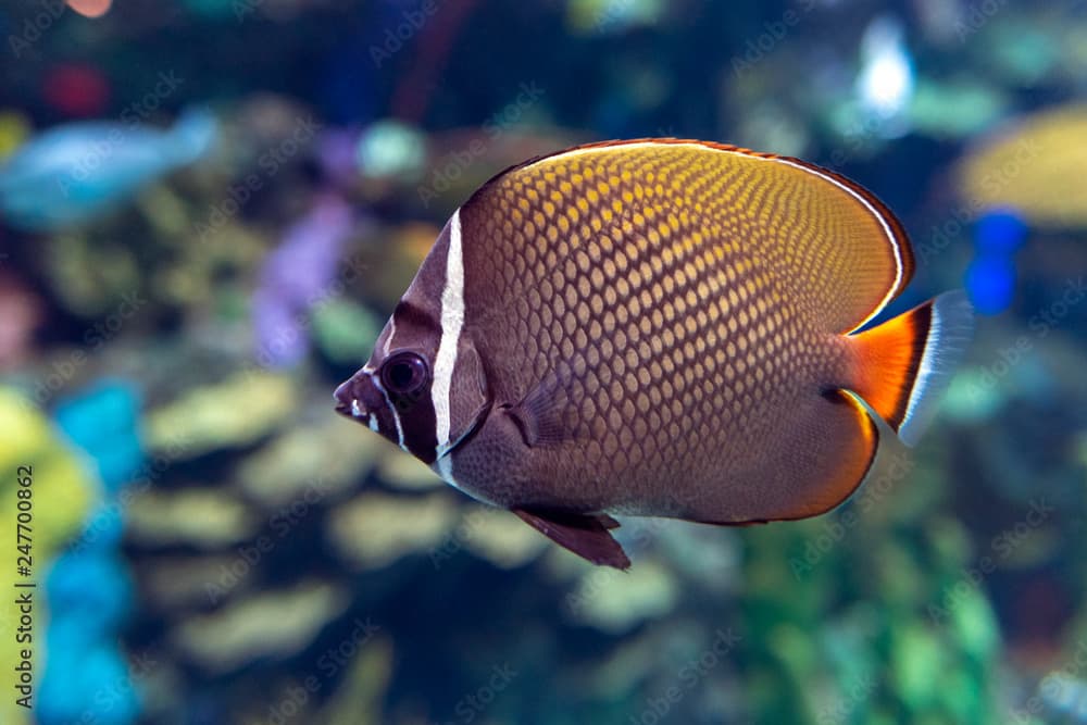 Redtail butterflyfish (Chaetodon collare) - coral fish,detail,close up