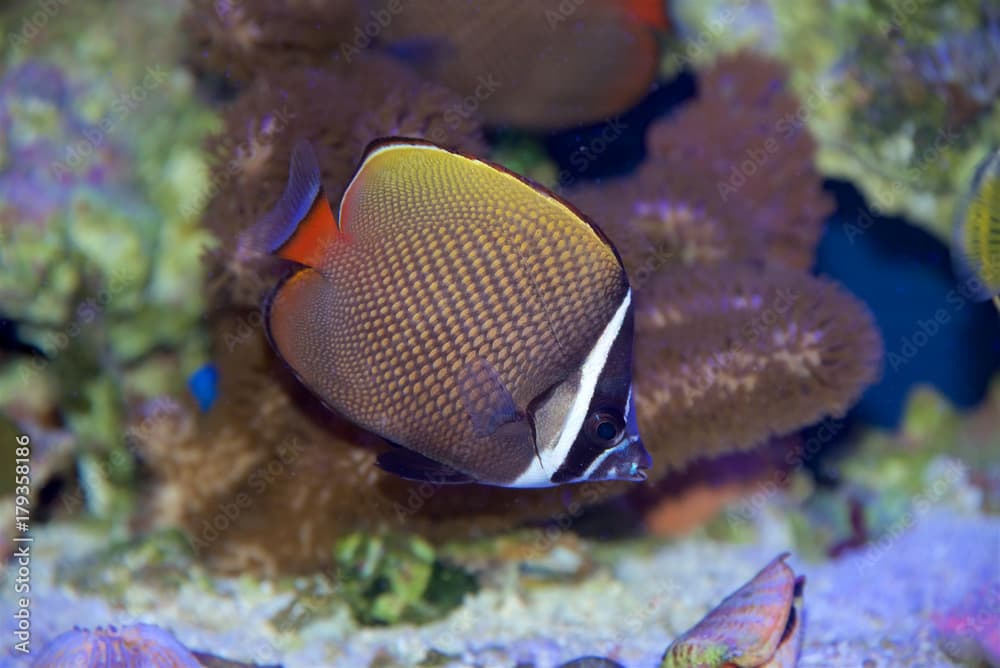 Pakistan Butterflyfish, Chaetodon collare