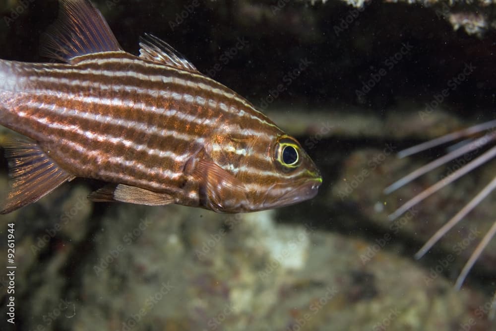 tiger cardinalfish (cheilodipterus macrodon)