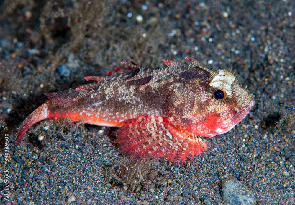 Whiteface Waspfish -Richardsonichthys leucogaster in the night. Underwater world of Tulamben, Bali, Indonesia. 