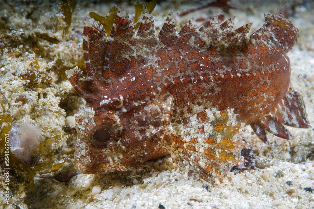 Paracentropogon longispinis, the wispy waspfish, in Raja Ampat, Indonesia